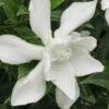 Frost Proof Gardenia - 1 Gallon Pot -Garden Plant Seeds gardenia frost proof 15 2