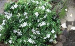 Frost Proof Gardenia - 1 Gallon Pot -Garden Plant Seeds gardenia frost proof 50 2