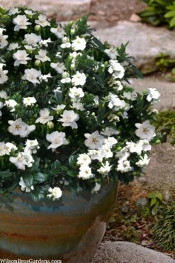 Buttons Gardenia - 1 Gallon Pot -Garden Plant Seeds gardenia jasminoides buttons 10 2