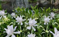 Crescent Moon Dwarf Gardenia - 1 Gallon Pot -Garden Plant Seeds gardenia jasminoides crescent moon dwarf creeping 2