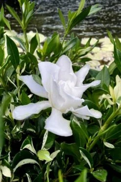 Crescent Moon Dwarf Gardenia - 6 Pack Of 1 Gallon Pots -Garden Plant Seeds gardenia jasminoides crescent moon dwarf creeping 6 1