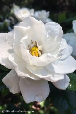 Crown Jewel Gardenia - 6-Pack Of 1 Gallon Pots -Garden Plant Seeds gardenia jasminoides crown jewel 11