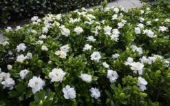 Crown Jewel Gardenia - 1 Gallon Pot -Garden Plant Seeds gardenia jasminoides crown jewel 12 1