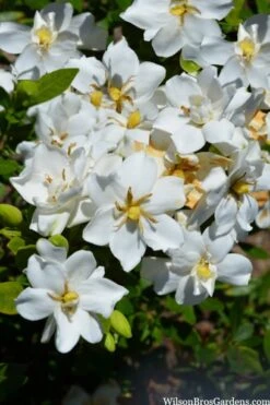 Snow Flurry Hardy Gardenia - 3 Gallon Pot 10 Snow Flurry Hardy Gardenia - 3 Gallon Pot -Garden Plant Seeds gardenia jasminoides snow flurry 2 1