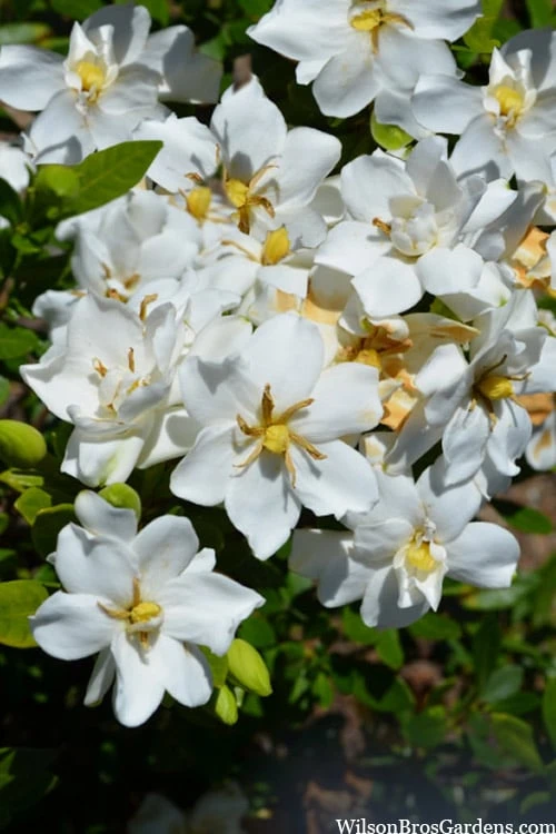 Snow Flurry Hardy Gardenia - 3 Gallon Pot 6 Snow Flurry Hardy Gardenia - 3 Gallon Pot - Image 4