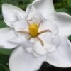 Snow Flurry Hardy Gardenia - 1 Gallon Pot -Garden Plant Seeds gardenia jasminoides snow flurry 5