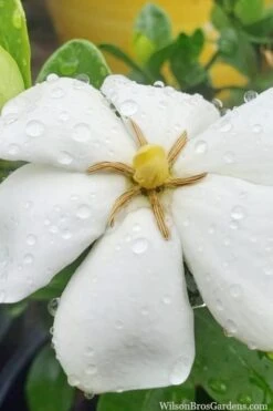 Snow Flurry Hardy Gardenia - 3 Gallon Pot 11 Snow Flurry Hardy Gardenia - 3 Gallon Pot -Garden Plant Seeds gardenia jasminoides snow flurry 6 1