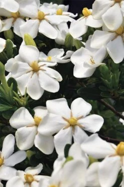 Snow Girl Hardy Dwarf Gardenia - 3 Gallon Pot -Garden Plant Seeds gardenia jasminoides snow girl 1