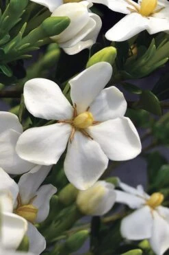 Snow Girl Hardy Dwarf Gardenia - 3 Gallon Pot -Garden Plant Seeds gardenia jasminoides snow girl 2