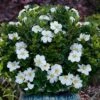 Snow Globe Gardenia - 1 Gallon Pot -Garden Plant Seeds gardenia jasminoides snow globe 1 1