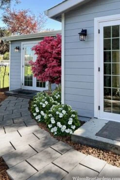 Snow Globe Gardenia - 3 Gallon Pot -Garden Plant Seeds gardenia jasminoides snow globe 3