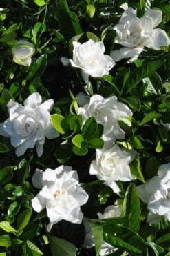 Snow Puff Hardy Gardenia - 1 Gallon Pot 9 Snow Puff Hardy Gardenia - 1 Gallon Pot -Garden Plant Seeds gardenia jasminoides snow puff 2 2