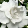 Snow Puff Hardy Gardenia - 7 Gallon Pot 2 Snow Puff Hardy Gardenia - 7 Gallon Pot -Garden Plant Seeds gardenia jasminoides snow puff 4