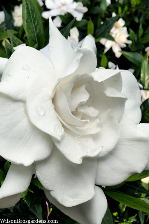 Snow Puff Hardy Gardenia - 1 Gallon Pot 3 Snow Puff Hardy Gardenia - 1 Gallon Pot