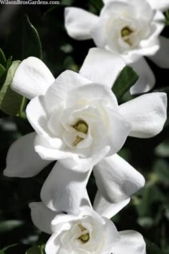 Steady As She Goes Hardy Gardenia - 3 Gallon Pot 9 Steady As She Goes Hardy Gardenia - 3 Gallon Pot -Garden Plant Seeds gardenia jasminoides steady as she goes 1