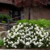 Steady As She Goes Hardy Gardenia - 3 Gallon Pot 2 Steady As She Goes Hardy Gardenia - 3 Gallon Pot -Garden Plant Seeds gardenia jasminoides steady as she goes 3
