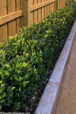 Summer Snow Gardenia - 3 Gallon Pot -Garden Plant Seeds gardenia jasminoides summer snow 11