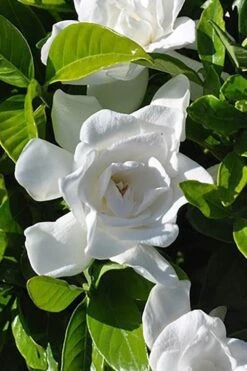 Summer Snow Gardenia - 3 Gallon Pot -Garden Plant Seeds gardenia jasminoides summer snow 4