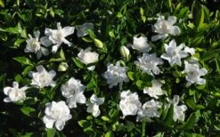 Summer Snow Gardenia - 3 Gallon Pot -Garden Plant Seeds gardenia jasminoides summer snow 9