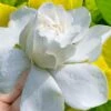 Gold Doubloon Gardenia - 6 Pack Of 1 Gallon Pots -Garden Plant Seeds gardenia ogon no hana gold doubloon 10 2