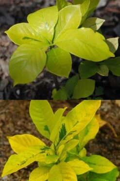 Gold Doubloon Gardenia - 1 Gallon Pot -Garden Plant Seeds gardenia ogon no hana gold doubloon 4 1