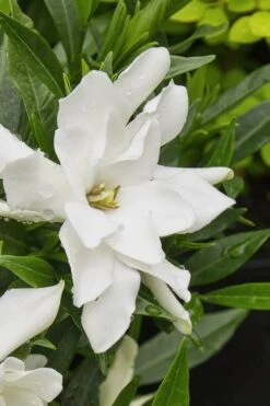 Radicans Creeping Dwarf Gardenia - 6 Pack Of 1 Gallon Pots 15 Radicans Creeping Dwarf Gardenia - 6 Pack Of 1 Gallon Pots -Garden Plant Seeds gardenia radicans 22
