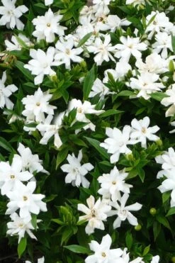 Radicans Creeping Dwarf Gardenia - 1 Gallon Pot -Garden Plant Seeds gardenia radicans 24 1
