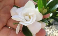 Jubilation Gardenia - 5 Gallon Pot 10 Jubilation Gardenia - 5 Gallon Pot -Garden Plant Seeds gardeniajubilation 6