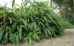 Giant Leaf Bamboo - Indocalamus Tessellatus - 3 Gallon Pot 15 Giant Leaf Bamboo - Indocalamus Tessellatus - 3 Gallon Pot -Garden Plant Seeds giant leaf bamboo