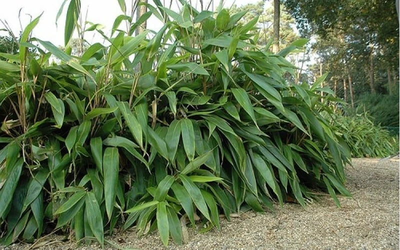 Giant Leaf Bamboo - Indocalamus Tessellatus - 3 Gallon Pot 9 Giant Leaf Bamboo - Indocalamus Tessellatus - 3 Gallon Pot - Image 7