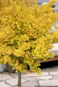 Mariken Dwarf Ginkgo Single Trunk Topiary Tree - 2 Gallon Pot -Garden Plant Seeds ginkgo biloba mariken single trunk topiary tree 1