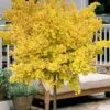 Mariken Dwarf Ginkgo Single Trunk Topiary Tree - 2 Gallon Pot 2 Mariken Dwarf Ginkgo Single Trunk Topiary Tree - 2 Gallon Pot -Garden Plant Seeds ginkgo biloba mariken single trunk topiary tree 2