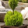 Goldcrest Monterey Lemon Cypress - 2-Ball Poodle Tier Topiary - 2 Gallon Pot -Garden Plant Seeds goldcrest monterey lemon cypress two ball poodle tier topiary 1