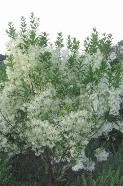 Grancy Graybeard - White Fringe Tree - 3 Gallon Pot -Garden Plant Seeds grancy graybeard tree 33