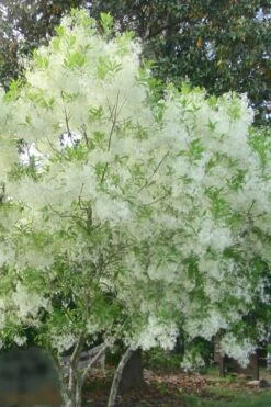 Grancy Graybeard - White Fringe Tree - 3 Gallon Pot -Garden Plant Seeds grancy graybeard tree flowers 22 500x750 1