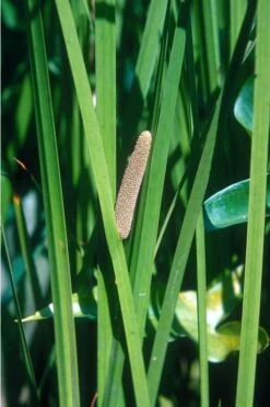 American Sweet Flag (Acorus Americanus) - 1 Gallon Pot -Garden Plant Seeds grass american sedge 500x750 1