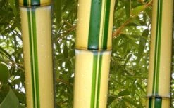 Gold Vivax Giant Timber Bamboo (Green Stripe Bamboo) - Phyllostachys Vivax 'Aureocaulis' - 3 Gallon Pot (2-4') -Garden Plant Seeds green stripe vivax bamboo