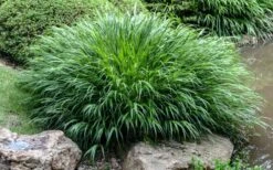 Hakone Japanese Forest Grass (Hakonechloa Macra) - 1 Gallon Pot -Garden Plant Seeds hakonechloa macra hakone japanese forest grass 4