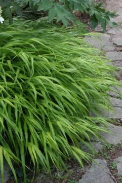 Hakone Japanese Forest Grass (Hakonechloa Macra) - 1 Gallon Pot -Garden Plant Seeds hakonechloa macra hakone japanese forest grass 5