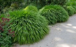 Hakone Japanese Forest Grass (Hakonechloa Macra) - 1 Gallon Pot -Garden Plant Seeds hakonechloa macra hakone japanese forest grass 8