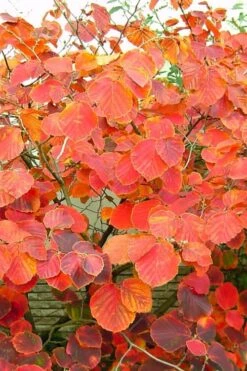 Diane Red Witch Hazel (Hamamelis X Intermedia) - 7 Gallon Pot -Garden Plant Seeds hamamelis intermedia diane witch hazel 10