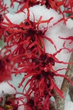 Diane Red Witch Hazel (Hamamelis X Intermedia) - 7 Gallon Pot -Garden Plant Seeds hamamelis intermedia diane witch hazel 11