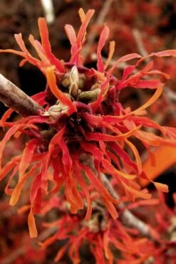 Diane Red Witch Hazel (Hamamelis X Intermedia) - 7 Gallon Pot -Garden Plant Seeds hamamelis intermedia diane witch hazel 2