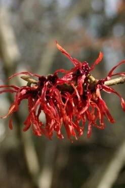 Diane Red Witch Hazel (Hamamelis X Intermedia) - 7 Gallon Pot -Garden Plant Seeds hamamelis intermedia diane witch hazel 4