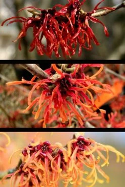 Diane Red Witch Hazel (Hamamelis X Intermedia) - 7 Gallon Pot -Garden Plant Seeds hamamelis intermedia diane witch hazel 5