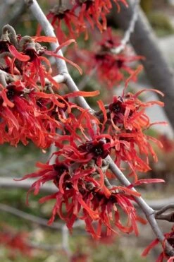 Diane Red Witch Hazel (Hamamelis X Intermedia) - 7 Gallon Pot -Garden Plant Seeds hamamelis intermedia diane witch hazel 6