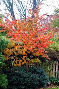 Diane Red Witch Hazel (Hamamelis X Intermedia) - 7 Gallon Pot -Garden Plant Seeds hamamelis intermedia diane witch hazel 9