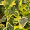 Gold Child Ivy (Hedera Helix) - 6 Pack Of Pint Pots 2 Gold Child Ivy (Hedera Helix) - 6 Pack Of Pint Pots -Garden Plant Seeds hedera helix gold child english ivy 100