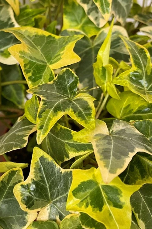 Gold Child Ivy (Hedera Helix) - 6 Pack Of Pint Pots 3 Gold Child Ivy (Hedera Helix) - 6 Pack Of Pint Pots