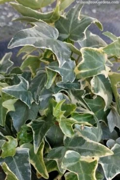Ingelise English Ivy (Hedera) - 10 Pack Of 4" Pots -Garden Plant Seeds hedera helix ingelise english ivy 4